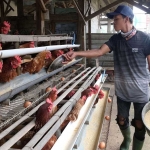 Peternak ayam petelur di Blitar keluhkan harga telur yang anjlok.