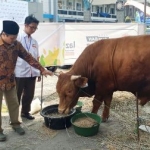 
Wakil Ketua PWM Jatim H Sulthon Amien didampingi Ketua Lazismu Jatim, drh Zainul Muslimin melihat sapi kurban 1 ton, di halaman kantor PDM Sidoarjo, Rabu (30/8). foto:mustain/BANGSAONLINE