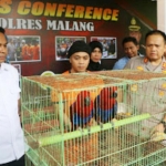 Kapolres Malang AKBP Hendri Umar menunjukkan dua ekor Burung Nuri Bayan yang dijual pelaku lewat facebook.