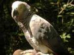 ?Burung nuri jenis African Grey milik Darren Chick hilang selama empat tahun.foto:repro bbc