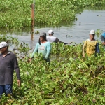 Kegiatan bersih-bersih sungai dari eceng gondok.