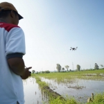 Proses penyemprotan pupuk mikro dengan drone