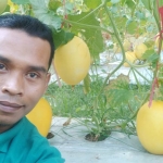 Ikramullah, Ketua Pemuda Tani Pamekasan saat di kebun Melon Golden Desa Cenlecen, Pakong, Pamekasan.