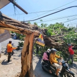 Pohon tumbang di Jalan Raya Kebon Agung, Kecamatan Sukodono, Tumbang dan menimpa sebuah toko, Minggu (8/10/2023)
