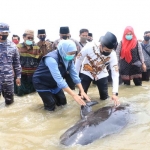 Gubernur Jawa Timur Khofifah Indar Parawansa saat melepas ikan paus yang terdampar di pesisir Modung Bangkalan Madura, Jumat (19/2/2021). Foto: ist 