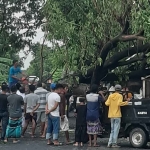 Pohon besar di Desa Karangrejo, Kecamatan Ujungpangkah roboh usai diterjang puting beliung. FOTO: SYUHUD/BANGSAONLINE.com