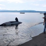 Bangkai ikan paus pembunuh atau orca di kawasan Pantai Bangsring, Kecamatan Wongsorejo, Banyuwangi, Sabtu (3/4/2021).