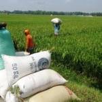 PANEN: Sebagian wilayah di Bojonegoro sedang melakukan panen padi. Namun, hasil panen para petani diserbu pembeli dari luar daerah hingga menyebabkan langkanya stok gabah. Foto: Eky Nurhadi/BangsaOnline.com