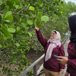 Andy Ermawati dan Kiki Rizki dari K3S Kalimantan dan Sulawesi, mengambil sampel daun mangrove yang digunakan sayur atau lalapan, saat melakukan kunjungan lapangan dan Lokakrya PPM 2025, di lokasi Wisata Mangrove Desa Labuhan, Kecamatan Sepulu, Bangkalan, Rabu (22/10/2025).
