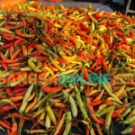 Harga cabai di Jabar masih mengalami penurunan. Foto: Sulthon/Bangsaonline.