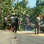 Salah satu pohon jati di Kecamatan Saronggi, Sumenep, Madura saat ditebang. Aksi penebangan itu mengganggu pengguna jalan raya. foto: JUNAIDI/ BANGSAONLINE