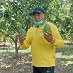 Habib Bakar, pemilik kebun mangga saat menampakkan wujud asli mangga alpukat. (foto: ist).