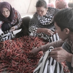 Hamparan cabai merah besar saat ini terlihat di Pasar Sukomoro, dan cabai keriting masih menghilang. foto: BAMBANG/ BANGSAONLINE