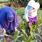 Yayuk Anisa, PPL (Penyuluh Pertanian Lapangan) Dinas Pertanian dan Perkebunan Kabupaten Kediri, saat mengecek keberadaan ulat grayak di daun tanaman jagung bersama petani. (foto: muji harjita)