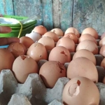 Telur bentesan dipilih karena harganya jauh lebih murah.