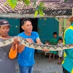 Warga Desa Suwalan, Kecamatan Jenu, Kabupaten Tuban, Lasmijan, saat membawa ular piton tangkapannya.