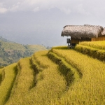 Ilustrasi sawah padi. foto: pixabay.