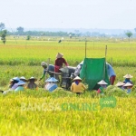 Aktivitas para petani memanen hasil padi mereka.