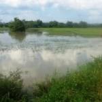 TERENDAM: Ratusan lahan pertanian di Bojonegoro terendam banjir bandang. Akibatnya petani mengalami kerugian besar. Foto: Eky Nurhadi/BangsaOnline.com
