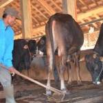 Peternak sapi sedang membersihkan kandang. foto: suwandi/ BANGSAONLINE