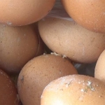 Telur yang dipasok supplier ke e-Warong milik Ngatini sudah membusuk. foto: RONY S/ BANGSAONLINE