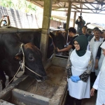 Gubernur Khofifah saat sidak ke peternakan One Qolbu Farm di Sidoarjo. Foto: Ist