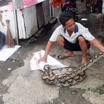 Suryadi menunjukkan ular Sanca Kembang sepanjang 4 meter yang berhasil ditangkap.