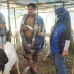 Petugas Dinas Peternakan dan Ketahanan Pangan Kabupaten Pasuruan saat melakukan sidak ke beberapa pedagang hewan kurban jelang Hari Raya Idul Adha 1441 Hijriah. (foto: ist).