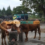 Petugas di Gresik saat memeriksa ternak sapi. Foto: SYUHUD/BANGSAONLINE