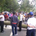 Anggota Polsek Pujon dibantu warga saat mengevakuasi pohon yang tumbang. foto: ANIK/ BANGSAONLINE