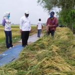 PEDULI PETANI: Cabup BHS berdialog dengan petani saat panen padi di Desa Segodobancang, Tarik, Selasa (20/10). foto: ist.