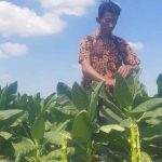Kepala Dusun Tamping, Joko Tayusman, saat menunjukkan tanaman tembakau jenis jinten yang begitu subur. Foto: Ist
