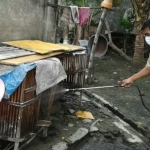 Mantri Hewan DKPP Rupan tengah menyemprot kandang ayam milik warga dengan disinfektan. Buntut dari pengaduan warga atas kasus kematian unggas secara mendadak.