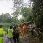 Salah satu pohon yang roboh akibat diterjang putting beliung.