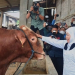 Gubernur Khofifah saat blusukan ke kandang ternak di Lamongan jelang Idul Adha tahun ini.