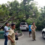 Pohon roboh di depan Dinkes Sidoarjo menimpa mobil sedang parkir.