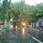 TUMBANG. Pohon ini tumbang dan roboh terkena hujan angin, kemudian menimpa rumah warga. foto : haris/bangsaonline