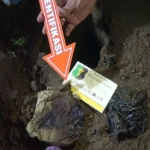 Bungkusan yang diduga orok bayi yang digali dari sebuah pemakaman umum di Lingkungan Tejo, Kelurahan Babadan, Kecamatan Wlingi, Kabupaten Blitar.