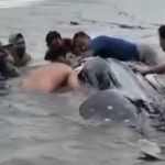 Tangkapan layar video amatir saat warga berupaya mengevakuasi hiu tutul kembali ke perairan dalam