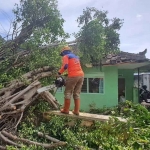 Petugas dari BPBD Kota Batu saat mengevakuasi pohon tumbang.