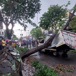 Mobil box yang tertimpa pohon sonokeling di Jalan Raya Majapahit, Sidoarjo.