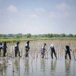 PTFI menanam 2.000 bibit mangrove di Desa Karangrejo, Kecamatan Manyar, Kabupaten Gresik.  FOTO: ist.