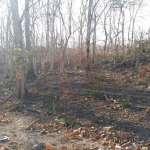 Dampak kemarau panjang mengakibatkan kebakaran di lahan kering, seperti yang terjadi di Gunung Geger, Desa Lombang Dajah, Kecamatan Blega, Bangkalan.