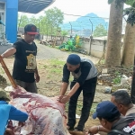 Proses distribusi daging kurban yang dilakukan petugas dari Polres Batu.