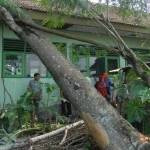 Pohon yang menimpa bangunan kelas SDN Grudo 2 usai diterpa angin dan hujan, Kamis (12/11). foto: zaenal abidin/BANGSAONLINE