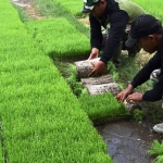 SP3T Jombang menyediakan bibit padi, sarana pengelolaan lahan sawah, pembibitan, pengeringan hingga penggilingan padi bagi para petani.