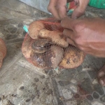 Kondisi kentang busuk dalam bungkusan paket program BPNT yang ditemukan di agen e-Warong Desa Sentul. foto: AAN AMRULLOH/ BANGSAONLINE