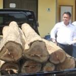 Pelaku illegal logging dengan hasil jarahan sebanyak 19 gelondong sedang digelandang di mapolres Tuban. (Suwandi/BANGSAONLINE)