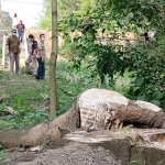 Sisa pohon miri di Sumber Mbah Jenggot yang sempat dicek oleh Tim BKSDA Jawa Timur. foto: MUJI HARJITA/ BANGSAONLINE
