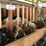 BERI MAKANAN: Ismail saat berada di minimarket kambing kurban, di Desa Sumorame, Candi, Sidoarjo. (foto: ist)